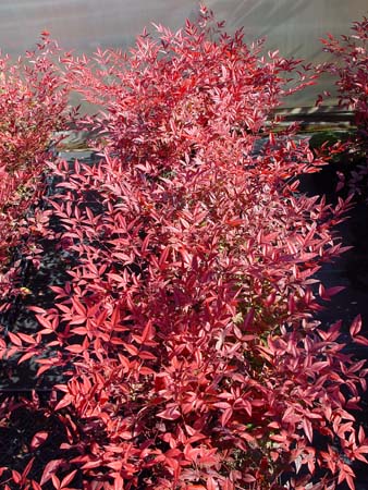 Name:  Nandina domistica 'Moyers Red'.jpg
Views: 22431
Size:  61.1 KB