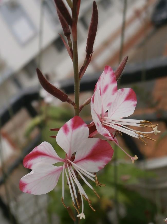 Name:  Gaura-3.jpg
Views: 1540
Size:  49.4 KB