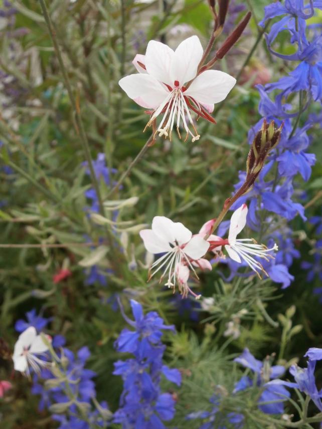 Name:  Gaura-4.jpg
Views: 1542
Size:  70.5 KB