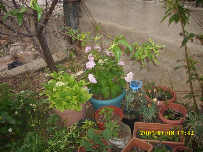 Name:  ortanca.jpg
Views: 1826
Size:  66.2 KB