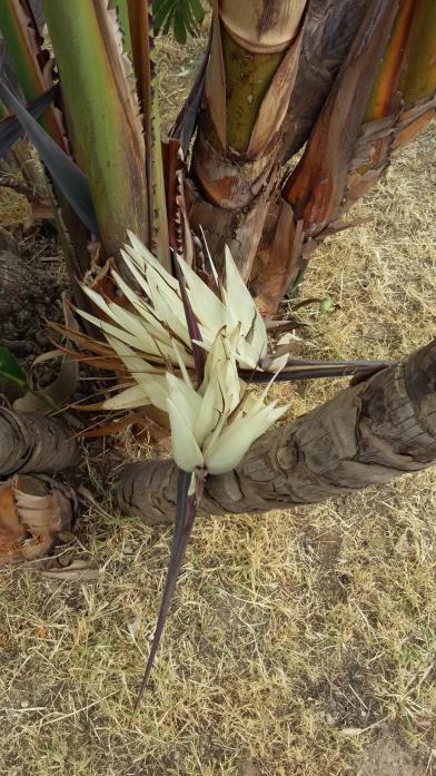 Name:  Cennet Kuu, Byk Beyaz Starlie (Strelitzia nicolai) 04.jpg
Views: 2996
Size:  76.7 KB