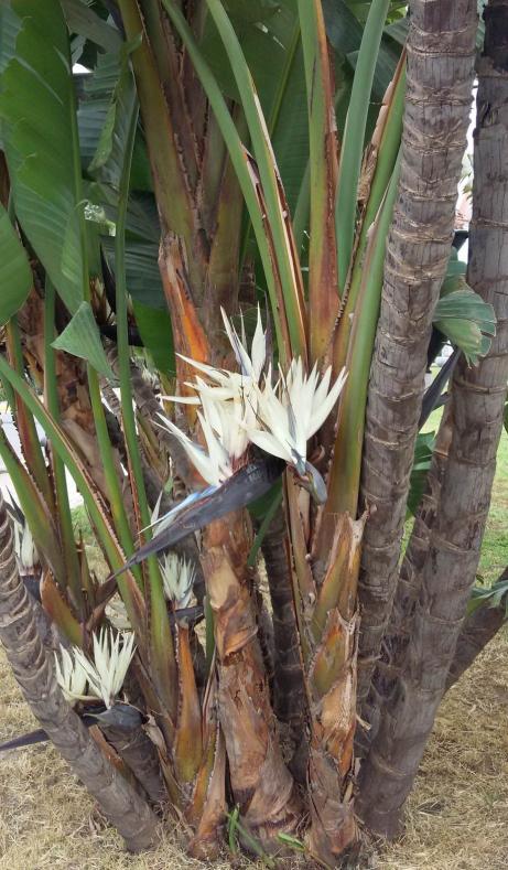 Name:  Cennet Kuu, Byk Beyaz Starlie (Strelitzia nicolai) 03.jpg
Views: 4722
Size:  77.9 KB