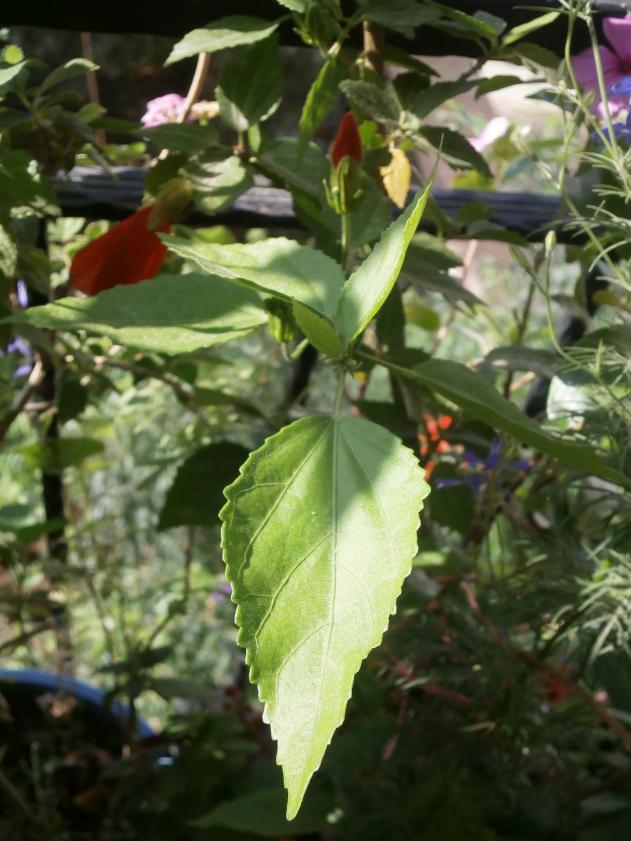 Name:  Trk apkas (Malvaviscus arboreus) 02.jpg
Views: 3105
Size:  71.0 KB