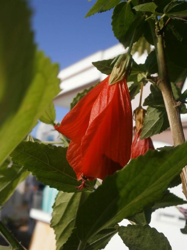 Name:  Trk apkas (Malvaviscus arboreus) 03.jpg
Views: 3125
Size:  55.3 KB
