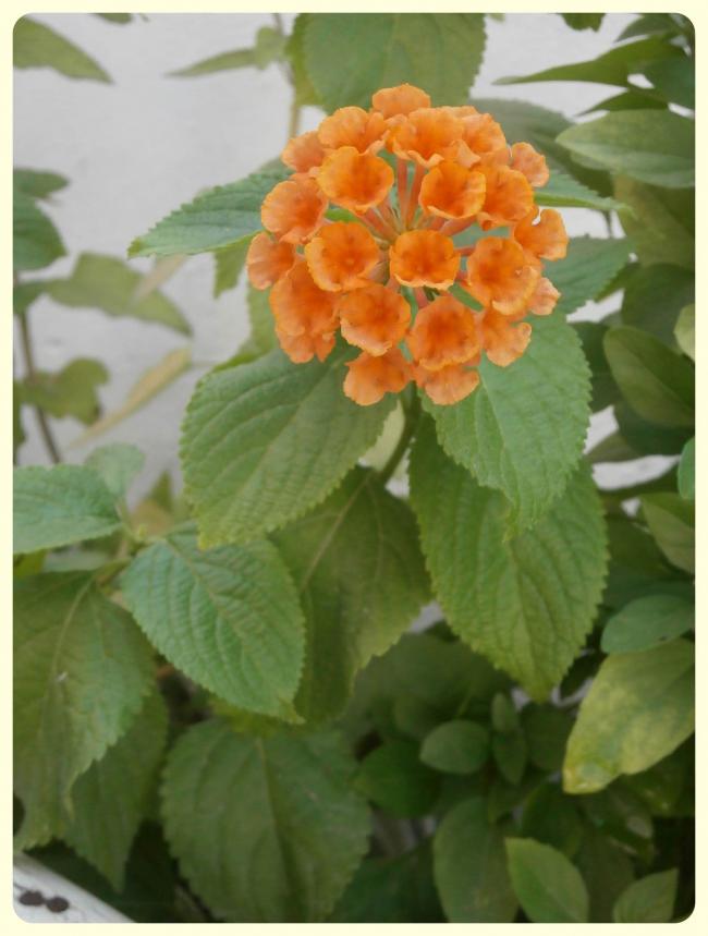Name:  Lantana camara.jpg
Views: 1895
Size:  52.2 KB