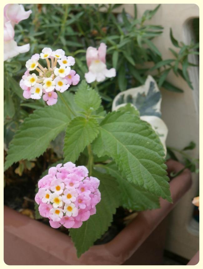 Name:  Lantana camara2.jpg
Views: 1651
Size:  57.3 KB