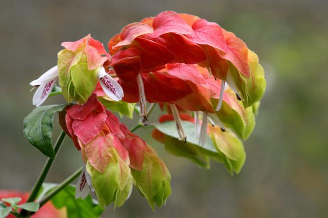 Name:  Justicia Brandegeeana.jpg
Views: 4533
Size:  31.6 KB