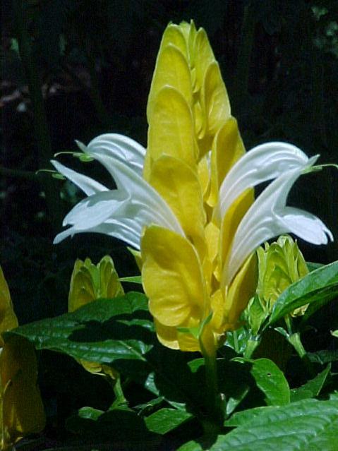 Name:  Pachystachys Lutea.jpg
Views: 4171
Size:  45.3 KB