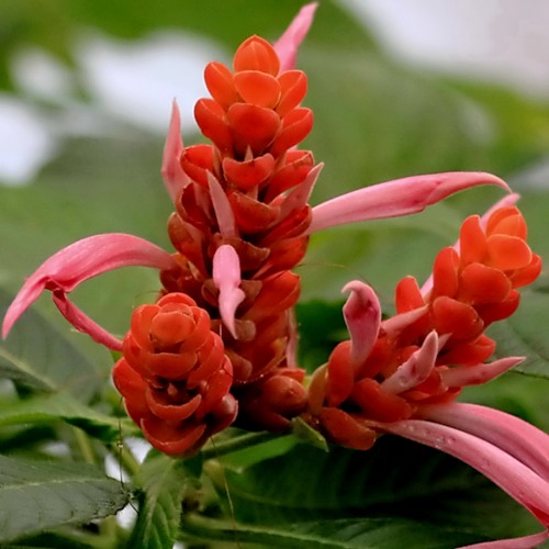 Name:  pink_shrimp_plant.jpg
Views: 4943
Size:  56.4 KB