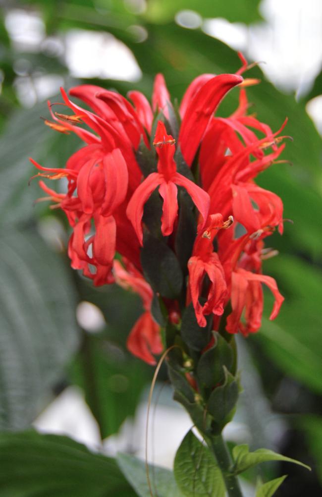 Name:  Pachystachys_coccinea.jpg
Views: 3874
Size:  59.9 KB