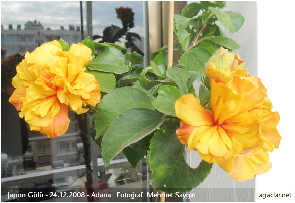 Name:  japongulleri2.jpg
Views: 3318
Size:  58.3 KB