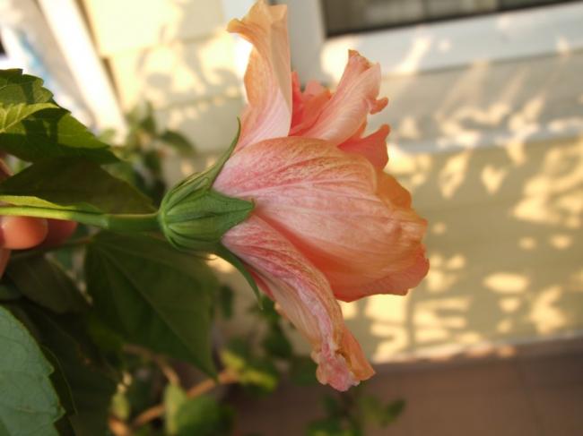 Name:  DSCF3849.jpg
Views: 704
Size:  30.4 KB