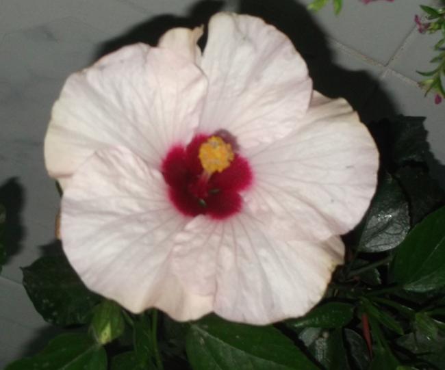 Name:  DSCF8009.jpg
Views: 674
Size:  30.0 KB
