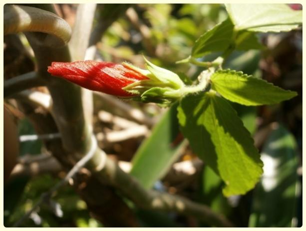 Name:  Malvaviscus arboreus1.jpg
Views: 2199
Size:  34.2 KB