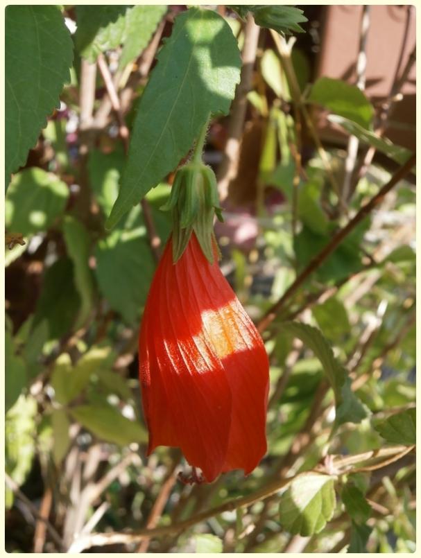Name:  Malvaviscus arboreus2.jpg
Views: 2226
Size:  61.9 KB