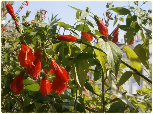 Name:  Malvaviscus arboreus3.jpg
Views: 2152
Size:  65.4 KB