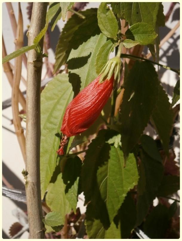 Name:  Malvaviscus arboreus - Trk apkas-2.jpg
Views: 2466
Size:  63.2 KB