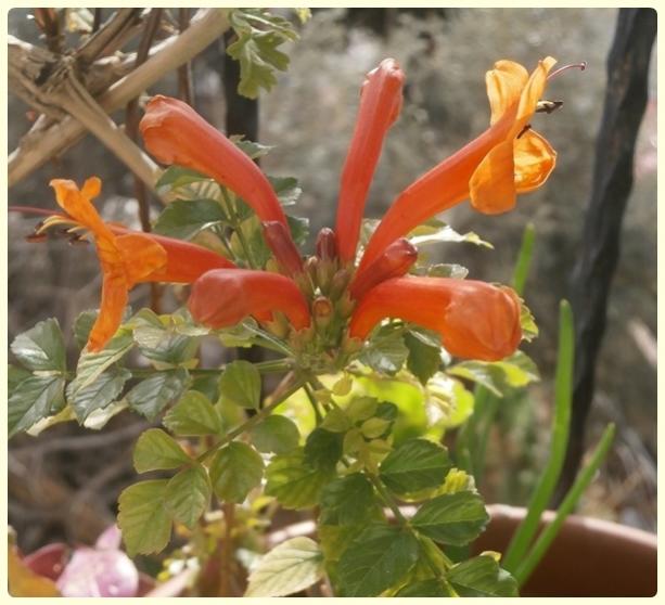 Name:  Tecomaria capensis - Kap Boru als, Tekomarya.jpg
Views: 1632
Size:  48.6 KB