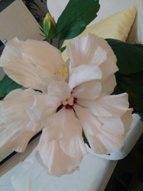 Name:  uploadfromtaptalk1457448416322.jpg
Views: 750
Size:  35.3 KB