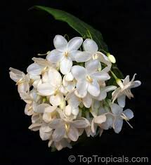 Name:  uploadfromtaptalk1458225500342.jpg
Views: 735
Size:  10.8 KB