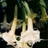 Name:  uploadfromtaptalk1458510479191.jpg
Views: 1874
Size:  3.8 KB