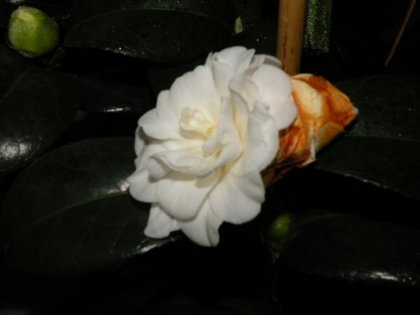 Name:  EKLERM_kamelya1.jpg
Views: 6147
Size:  18.2 KB