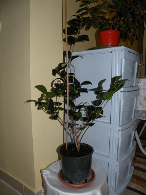 Name:  EKLERM_kamelya2.jpg
Views: 6171
Size:  39.5 KB