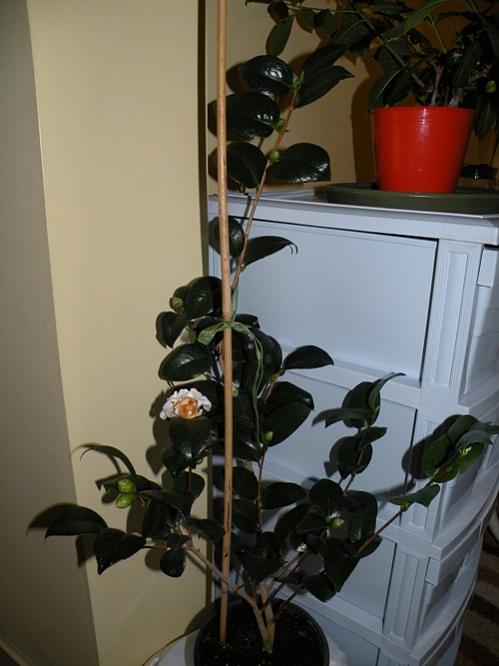 Name:  EKLERM_kamelya3.jpg
Views: 6093
Size:  39.4 KB