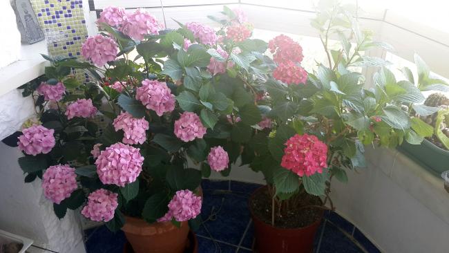 Name:  orta01.jpg
Views: 909
Size:  42.1 KB