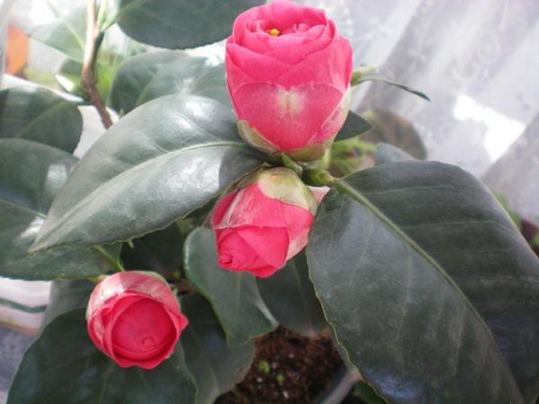 Name:  100_0002.jpg
Views: 6321
Size:  32.0 KB