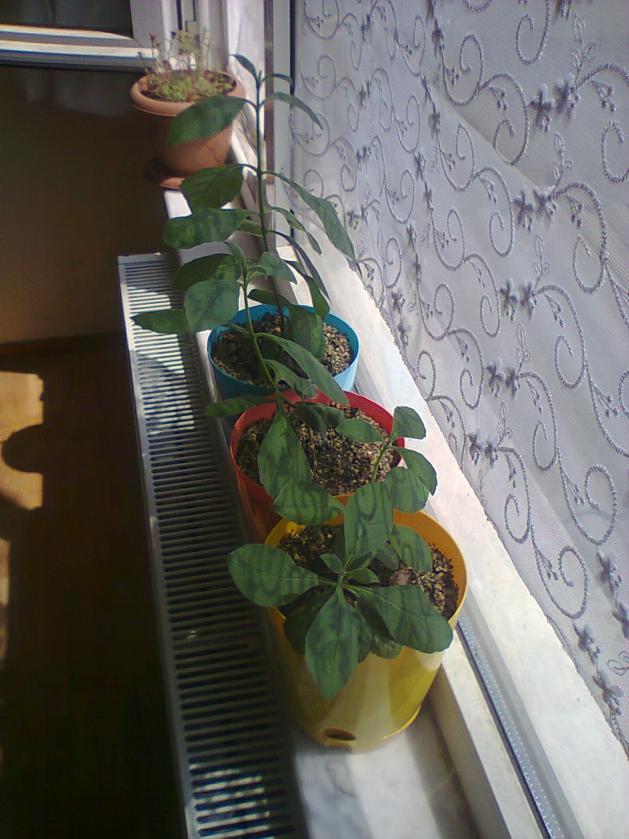 Name:  Fotoraf4526.jpg
Views: 455
Size:  70.5 KB