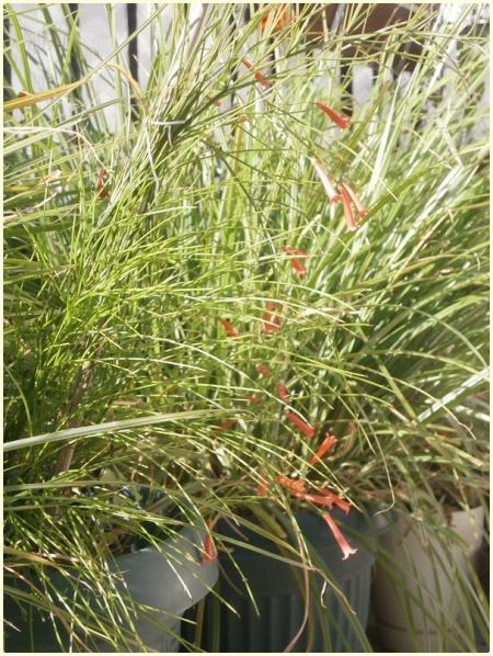 Name:  Russelia equisetiformis - Mercan iei.jpg
Views: 573
Size:  74.6 KB