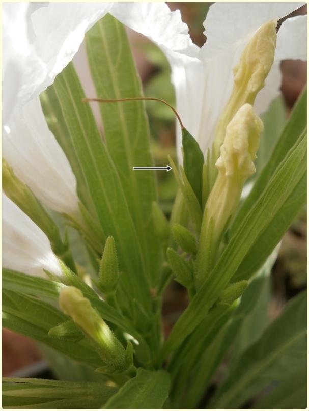 Name:  Ruellia brittoniana 'Blanca'.jpg
Views: 593
Size:  43.8 KB