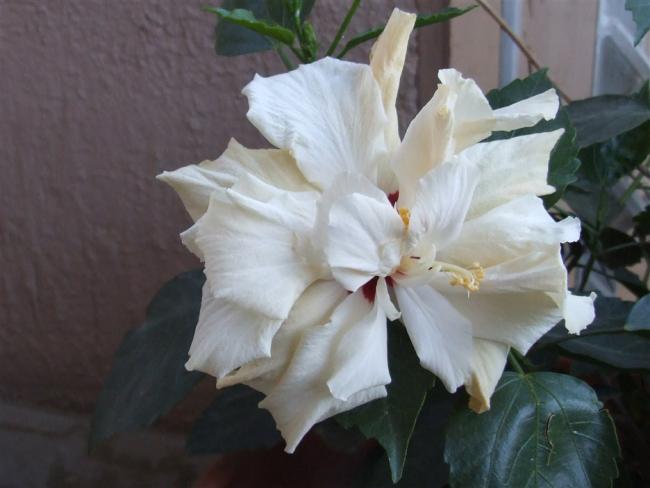Name:  DSCF9930.jpg
Views: 1111
Size:  32.9 KB