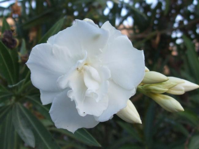 Name:  Zakkum (Nerium oleander) 1.jpg
Views: 2961
Size:  29.3 KB