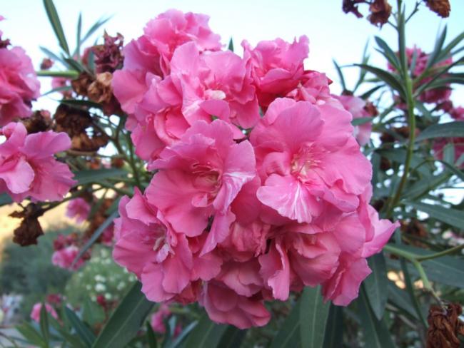 Name:  Zakkum (Nerium oleander.jpg
Views: 3321
Size:  49.4 KB