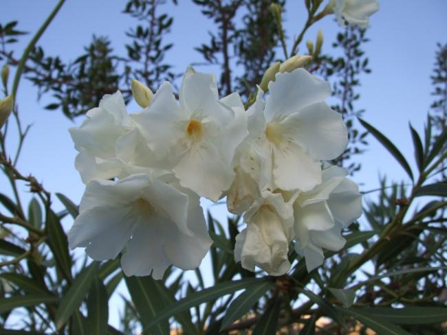 Name:  Zakkum (Nerium oleander) white.jpg
Views: 2952
Size:  44.8 KB