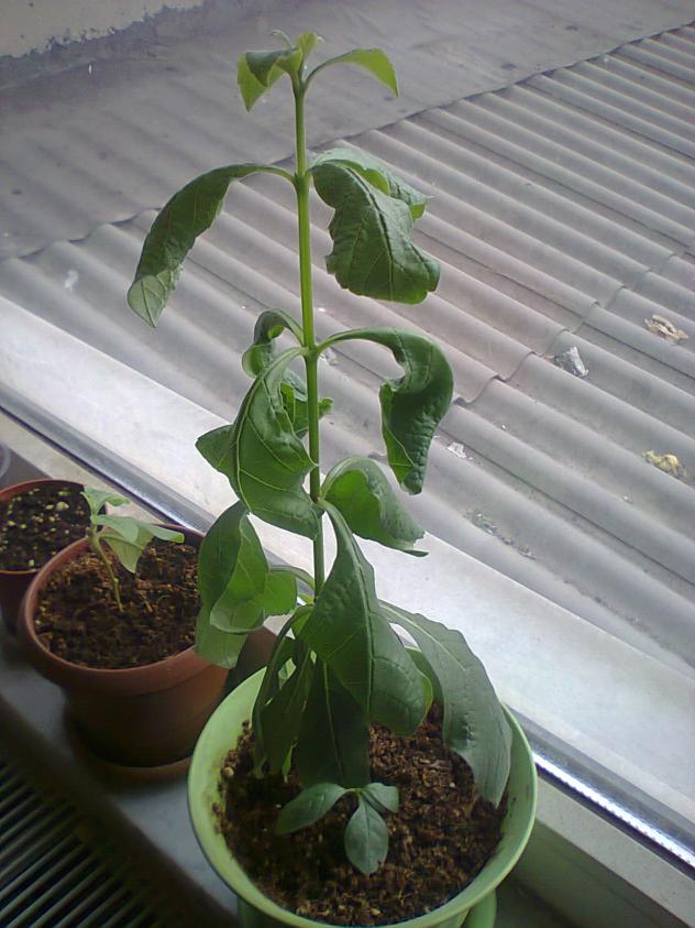 Name:  kelebek.jpg
Views: 524
Size:  70.2 KB