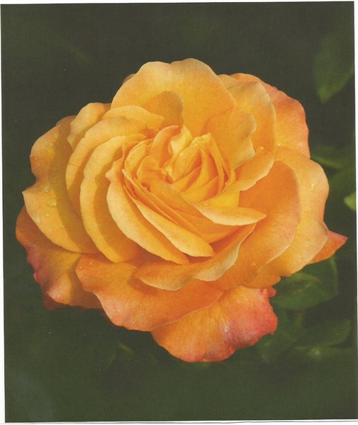 Name:  Scan Adolf0002 (505 x 600).jpg
Views: 1303
Size:  63.2 KB