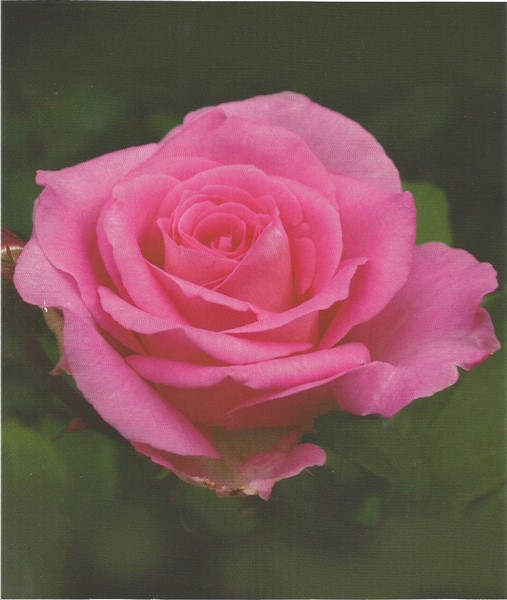 Name:  Scan0002 (507 x 600).jpg
Views: 1238
Size:  63.9 KB