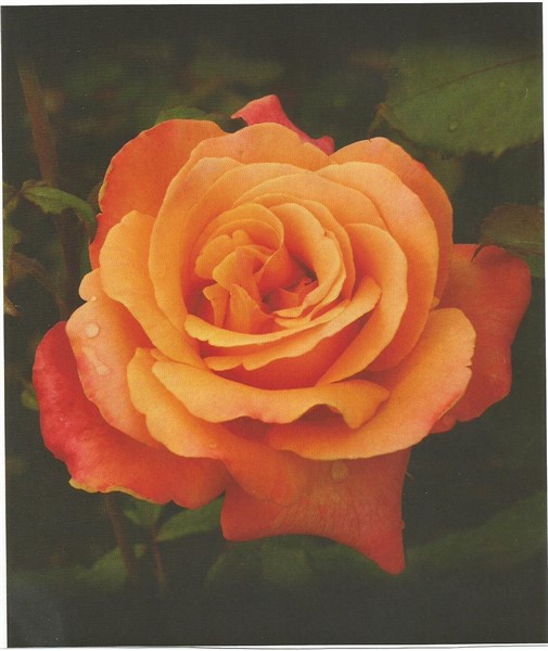 Name:  Scan lolita0001 (505 x 600).jpg
Views: 1318
Size:  62.8 KB