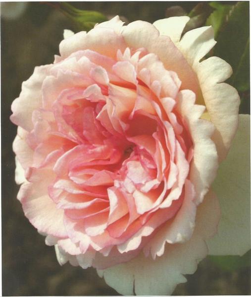 Name:  Souvenir de baden (508 x 600).jpg
Views: 1227
Size:  38.4 KB