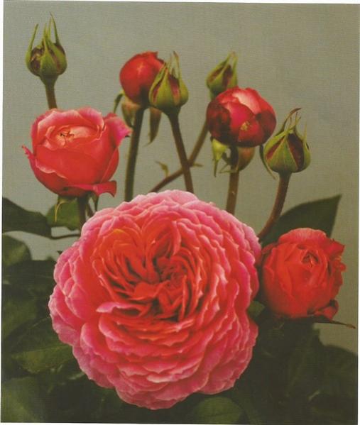 Name:  Scan Romantic Antike (508 x 600).jpg
Views: 1259
Size:  36.9 KB