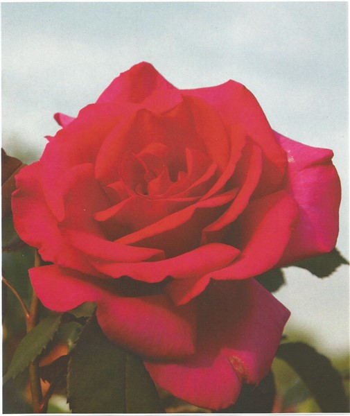 Name:  Scan Parole0001 (505 x 600).jpg
Views: 1280
Size:  56.3 KB