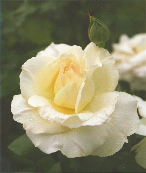Name:  la perla (506 x 600).jpg
Views: 1202
Size:  64.5 KB