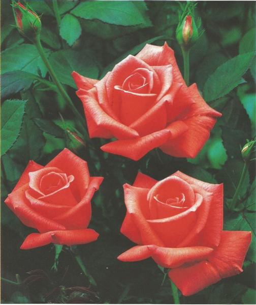 Name:  lady rose (505 x 600).jpg
Views: 1281
Size:  38.9 KB