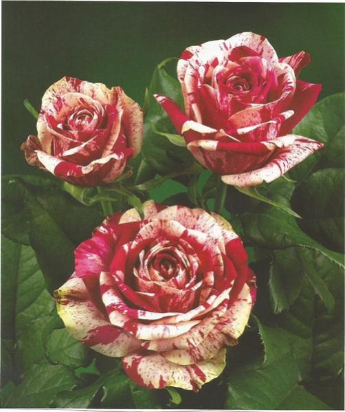 Name:  Scanharlequn (503 x 600).jpg
Views: 1209
Size:  49.3 KB