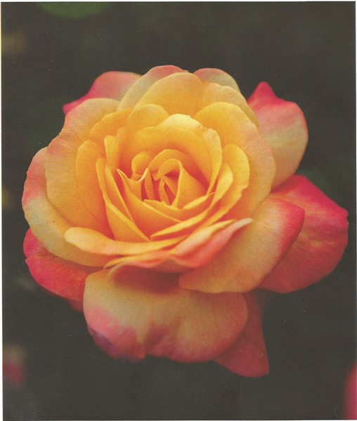 Name:  speelwark (508 x 600).jpg
Views: 1213
Size:  58.4 KB