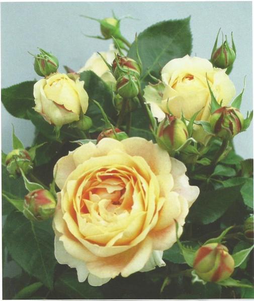 Name:  caramel antike (506 x 600).jpg
Views: 1196
Size:  43.5 KB