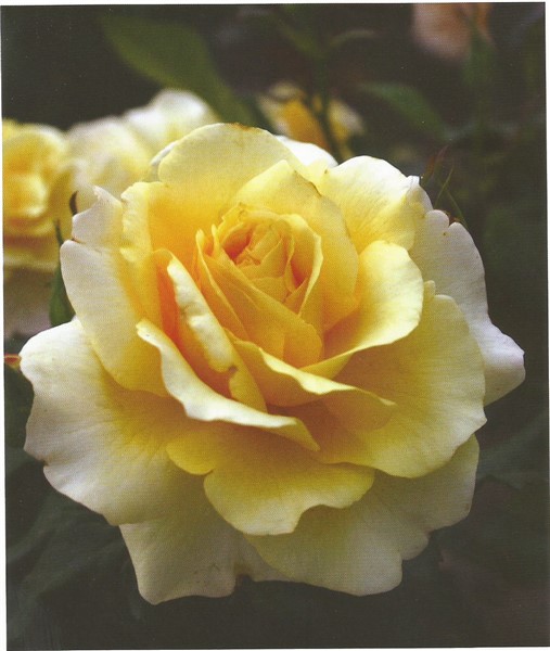 Name:  Sunny sky (507 x 600).jpg
Views: 1181
Size:  66.9 KB